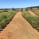 Café orgânico: estratégias e técnicas para produtores