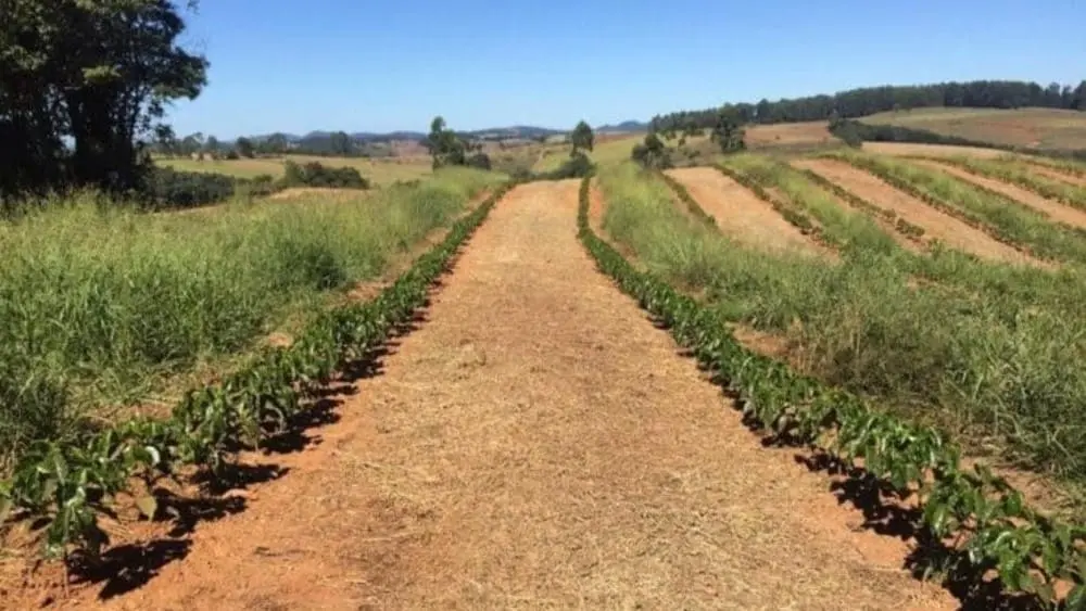 Café orgânico: estratégias e técnicas para produtores