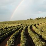 Influência do clima na produção do café: como ter lavouras resilientes?
