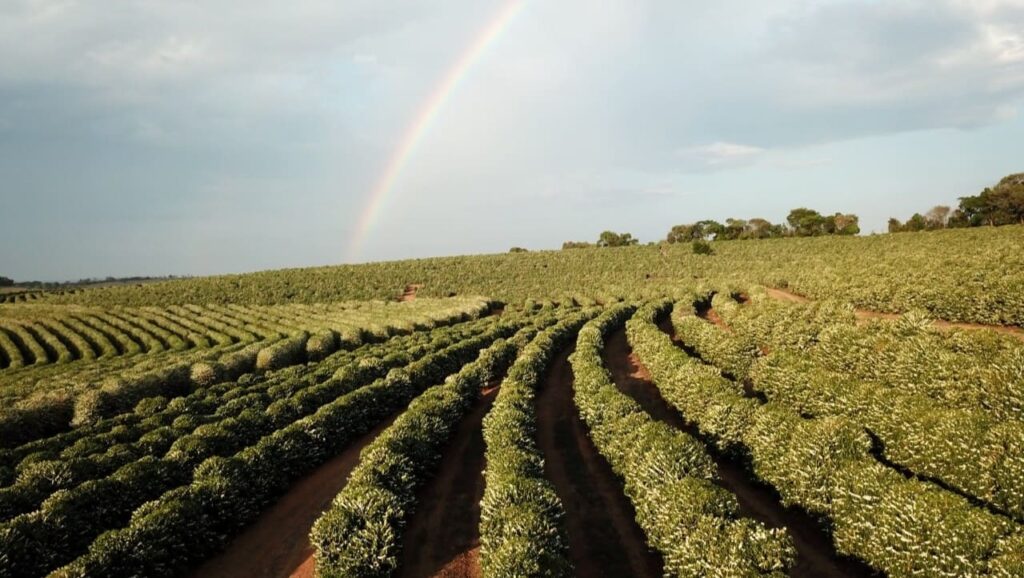 Influência do clima na produção do café: como ter lavouras resilientes?
