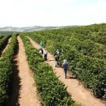 Como iniciar a produção de café arábica?