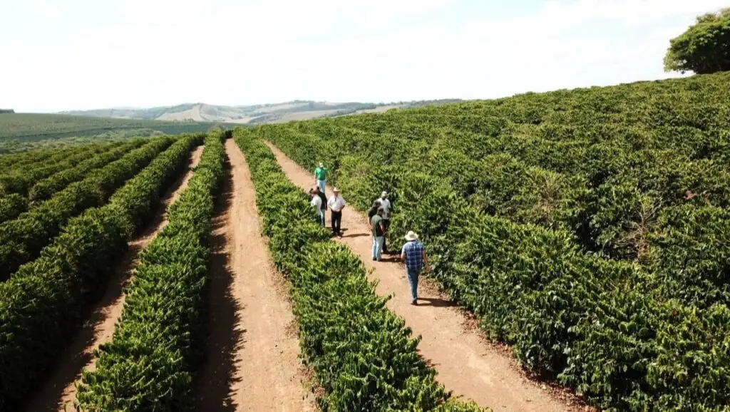 Como iniciar a produção de café arábica?